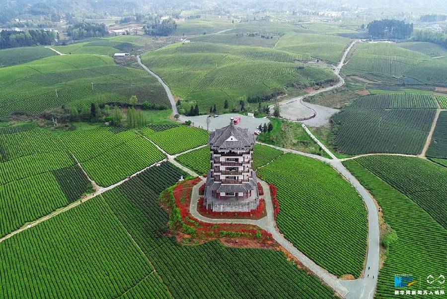 【"飞阅"中国】航拍贵州湄潭万亩"茶海"