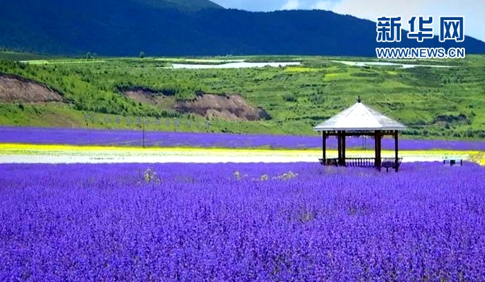 川主寺薰衣草花海