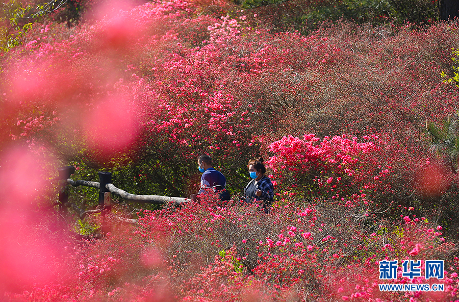 杜鹃花又开 湖北麻城百万亩杜鹃花海等你来