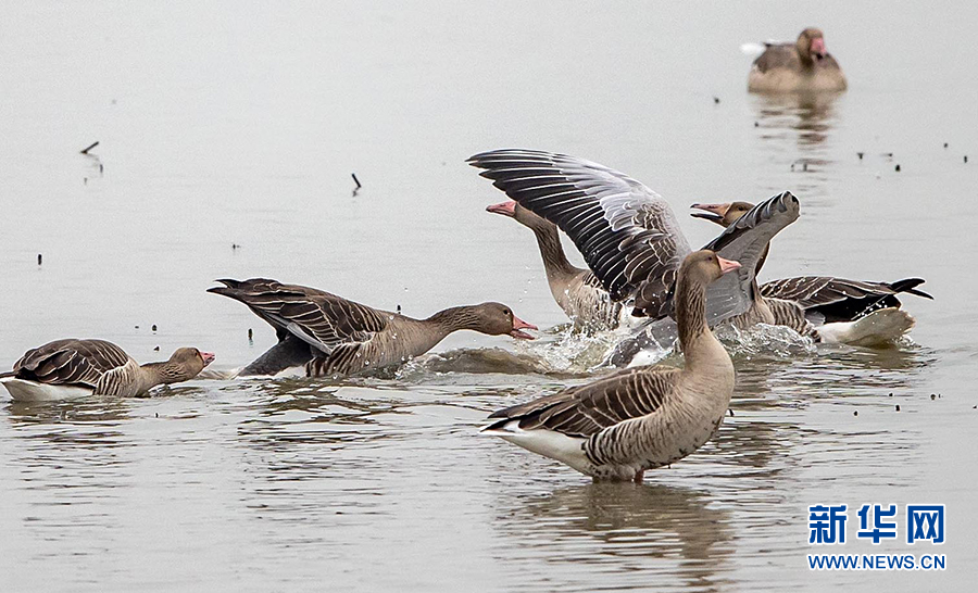 生态修复显成效 万鸟翔集武汉沉湖湿地自然保护区越冬