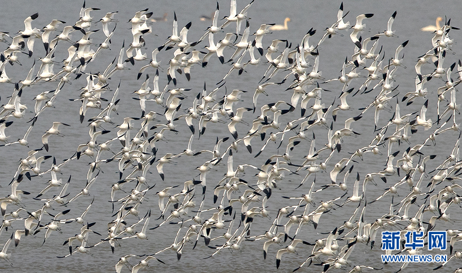 生态修复显成效 万鸟翔集武汉沉湖湿地自然保护区越冬