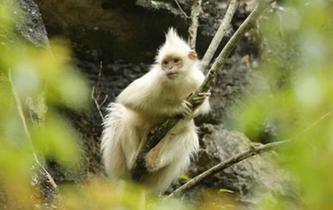 廣西發現罕見白化黑葉猴