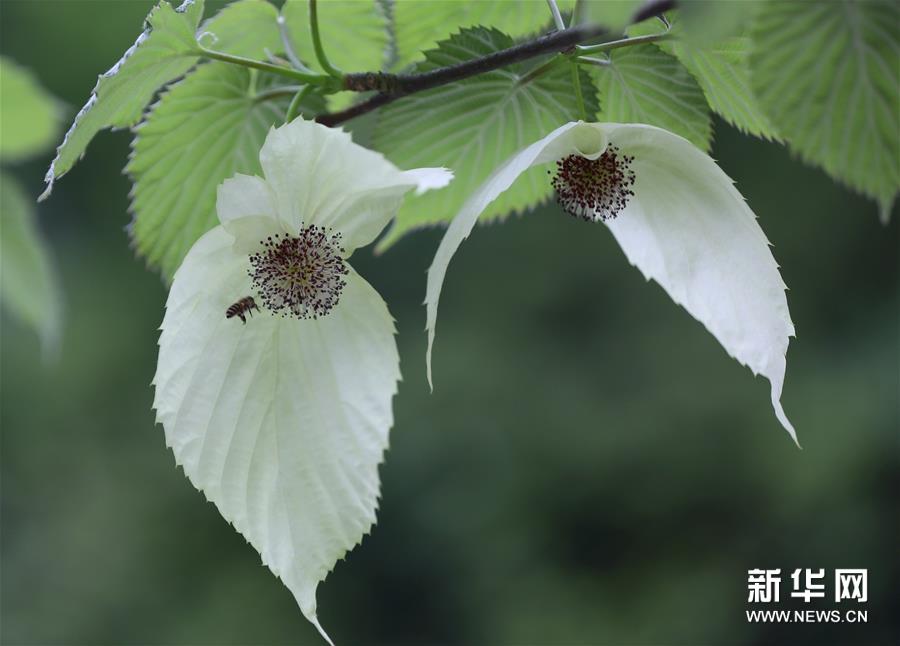 开花时,花朵洁白,似鸽子展翅欲飞,美丽飘然. 新华社发(吴勇兵 摄)