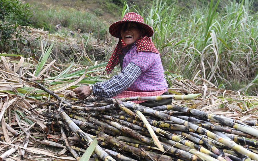 （经济）（2）桂西农民抢收甘蔗