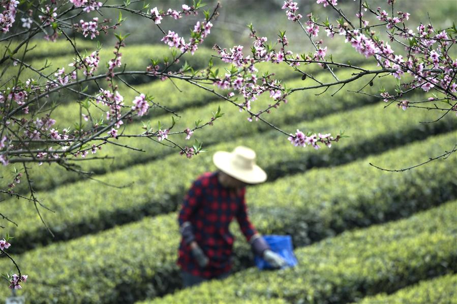 （经济）（2）“三峡茶谷”加紧采摘明前茶