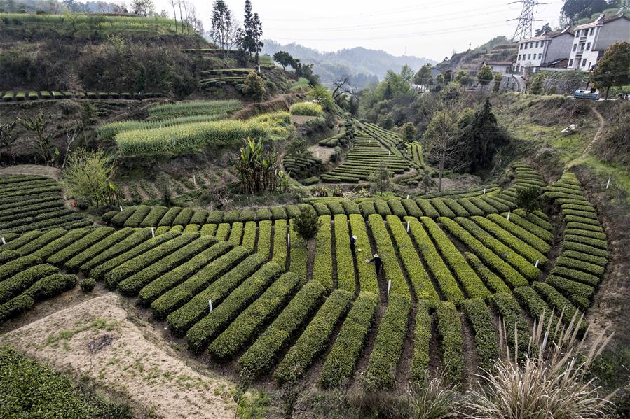 （经济）（1）“三峡茶谷”加紧采摘明前茶