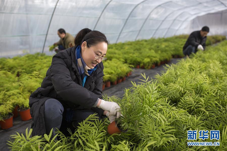 （服务）江苏宿迁：智能种植促农增收