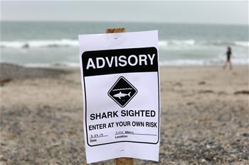 大白鲨成群出没　南加州海滩持续关闭