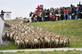 群羊迁徙
