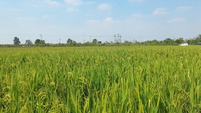 助農穩産、降污減碳、科企合作——“三本賬”透視節水抗旱稻