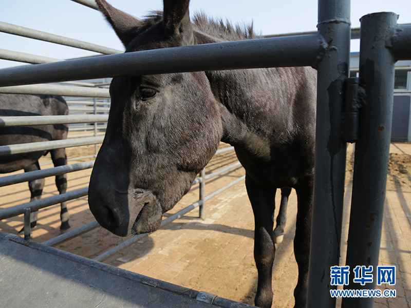 对此,工作人员说"黑驴王子"属于东阿黑毛驴,俗称大黑驴,由山东德州的