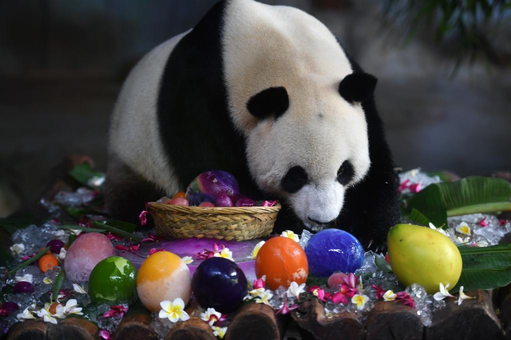 海口：大熊貓過生日