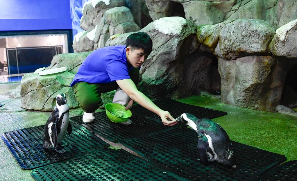 世界动物日：我在三亚养企鹅