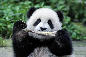 大熊貓有了“新家園”