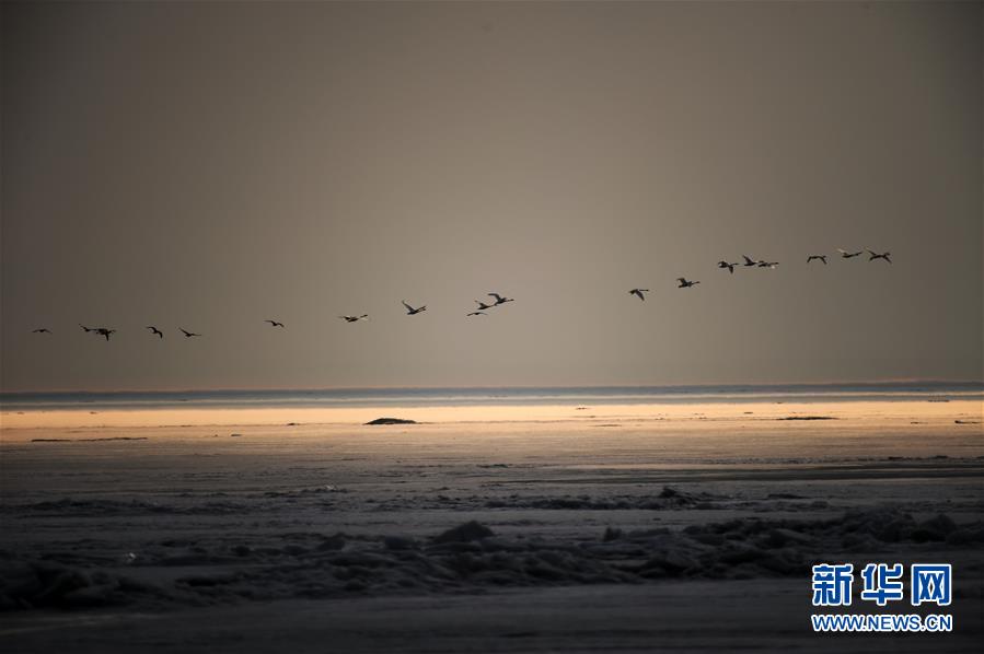 （環境）（5）中俄界湖興凱湖：鴨戲春水 鷺舞寒冰