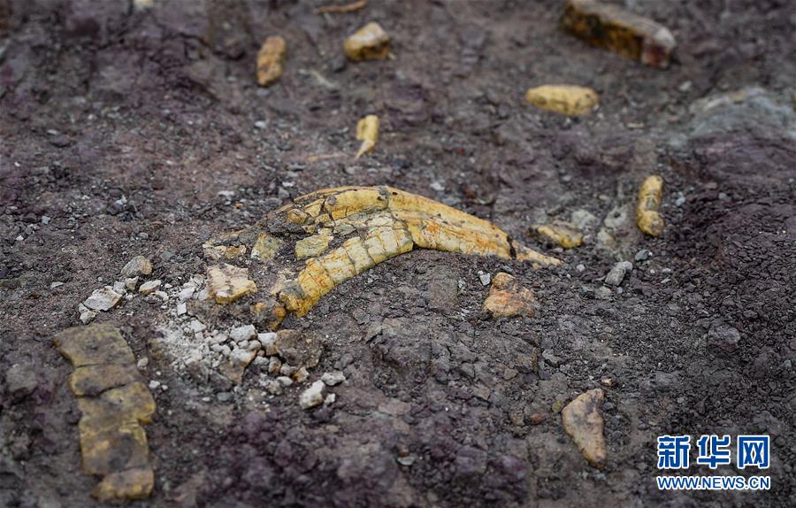 （社会）（7）吉林延吉龙山恐龙化石群进行系统发掘