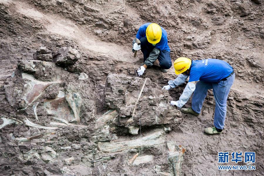 （科技）（1）重慶雲陽發現世界級恐龍化石群