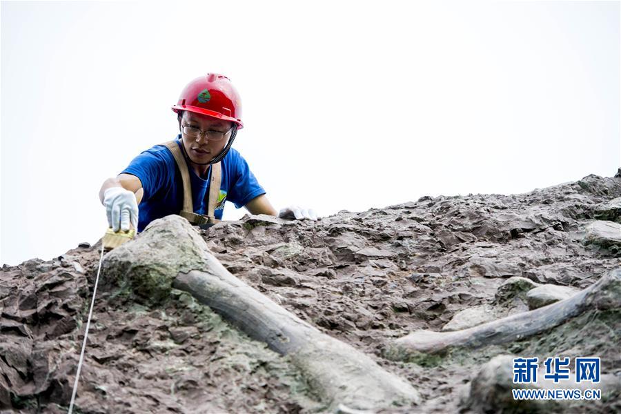 （科技）（4）重庆云阳发现世界级恐龙化石群