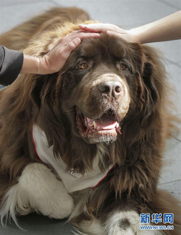 （国际）（1）温哥华机场引入宠物狗助旅客减压