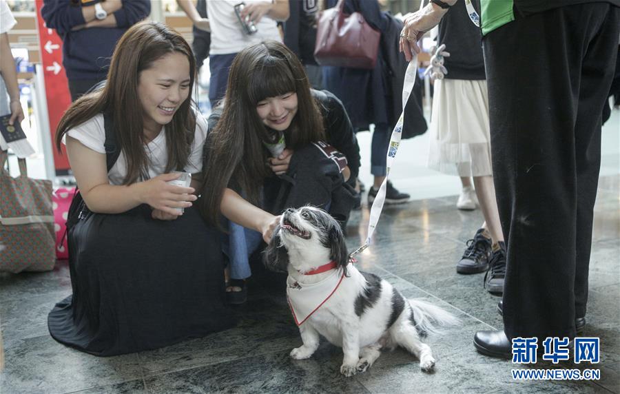 （国际）（3）温哥华机场引入宠物狗助旅客减压