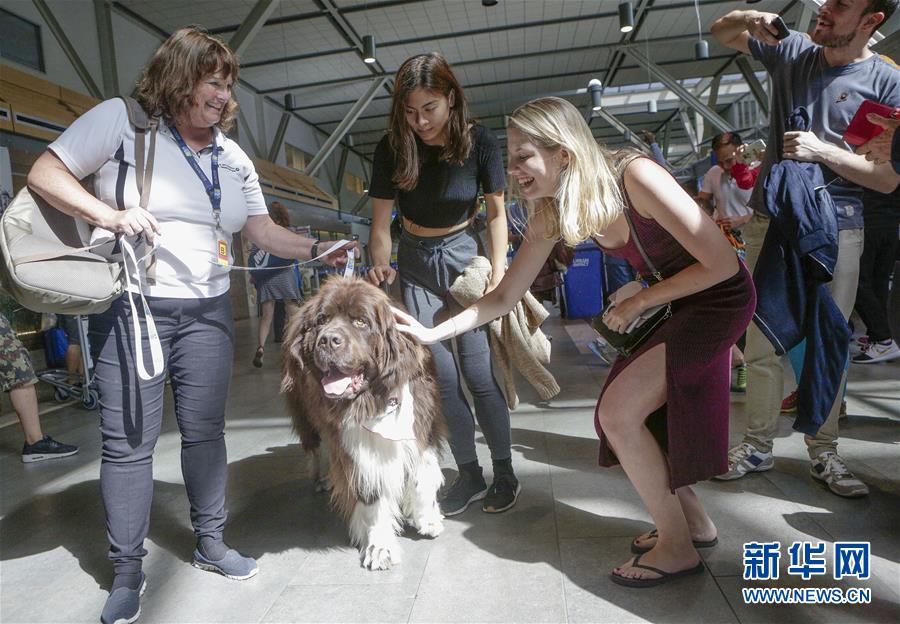 （国际）（2）温哥华机场引入宠物狗助旅客减压