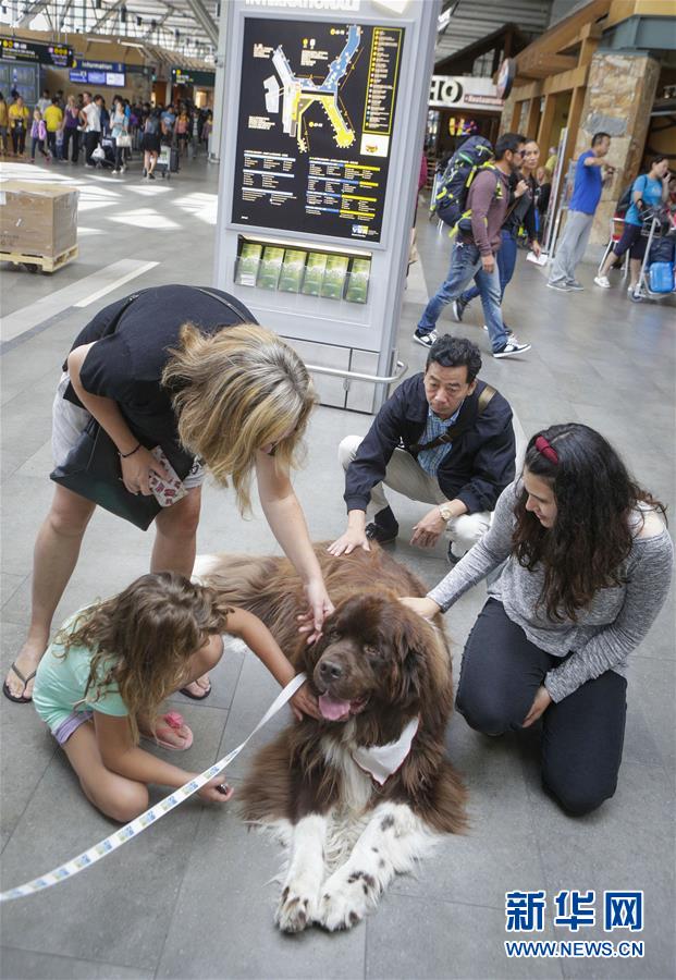 （國際）（4）溫哥華機場引入寵物狗助旅客減壓