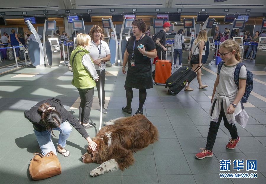 （国际）（5）温哥华机场引入宠物狗助旅客减压
