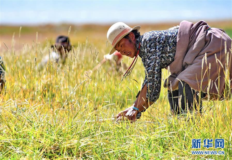 （经济）（2）西藏迎来饲草收割季