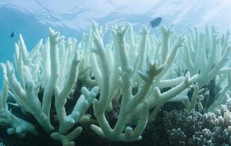 大堡礁珊瑚連續兩年出現白化