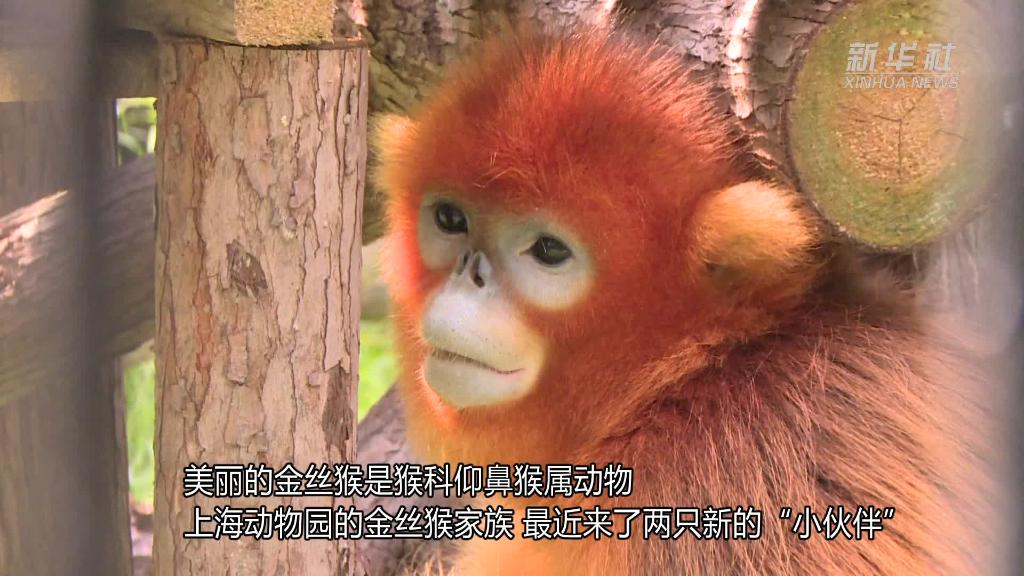 上海動物園：金絲猴做“親緣鑒定”
