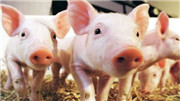 生猪期货对产业影响几何
