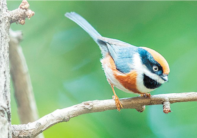 100多种鸟类在省植物园安家
