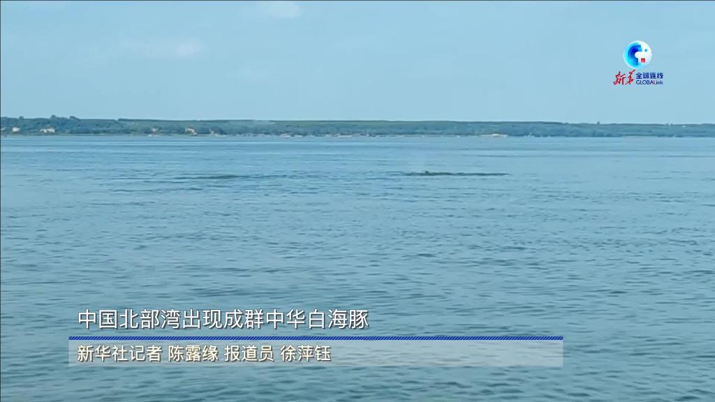 全球连线｜中国北部湾出现成群中华白海豚