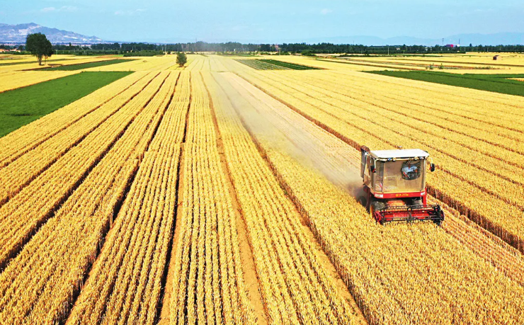 安徽省主产区小麦将于月底全面开镰收割