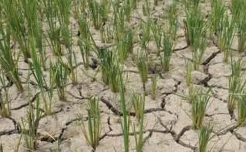 安徽省北方多地旱情将持续发展