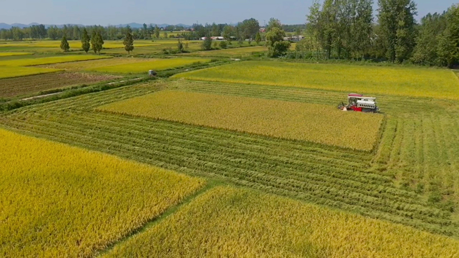 16万亩再生稻迎丰收