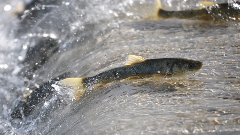 湟鱼洄游：一条鱼的生命传奇