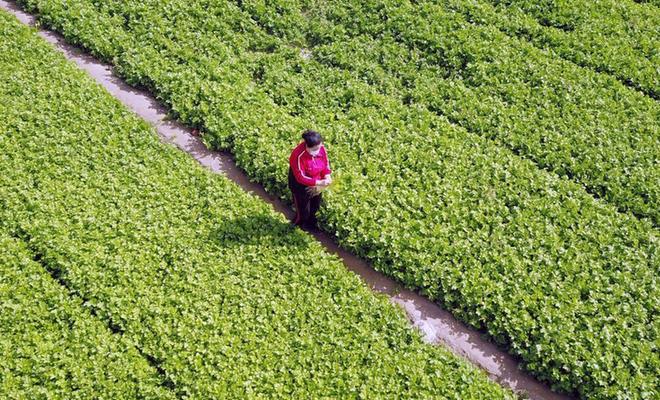 农民创业者豆俊兰：种菜十年 带动村民增收致富