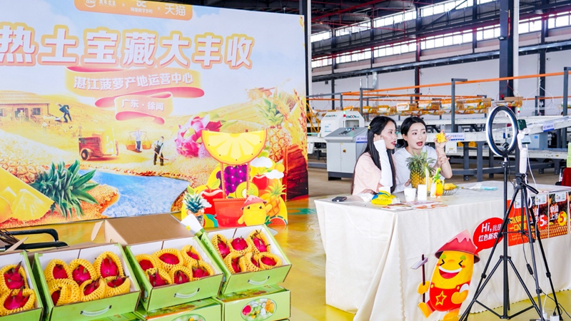 湛江徐闻“菠萝的海”“火龙果海”搬进数字产地仓