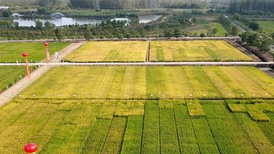 节水稳产、降污减碳的节水抗旱稻