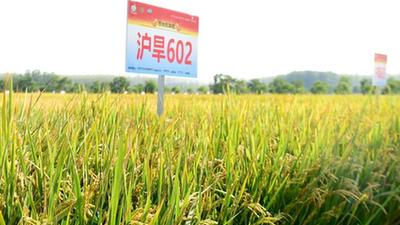 节水稳产、降污减碳的节水抗旱稻
