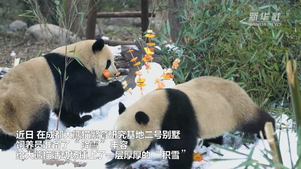 国社@四川｜成都熊猫基地“降雪”丰容 大熊猫“撒欢”迎新年