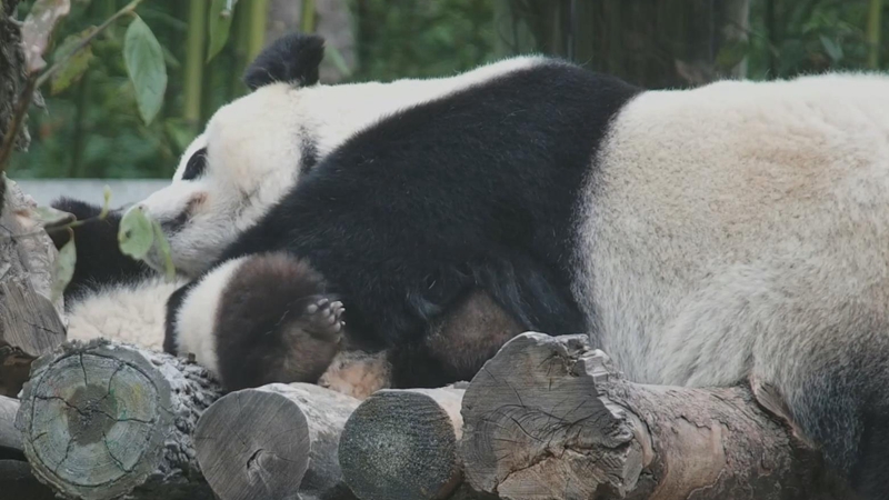 熊貓社區｜請問這款迷你熊貓抱枕哪裏能領？