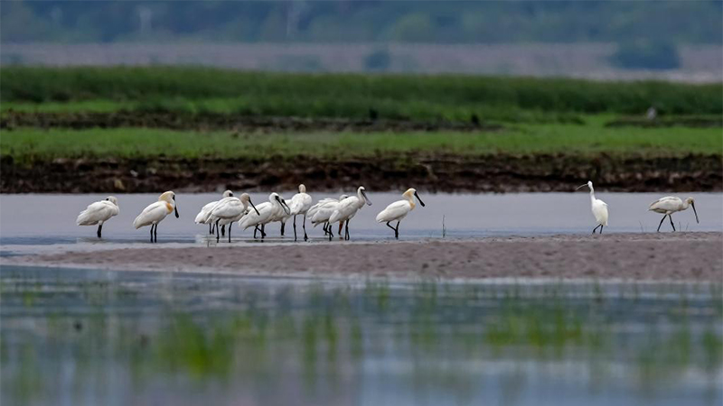 福建：閩江河口濕地迎來大批珍稀鳥類