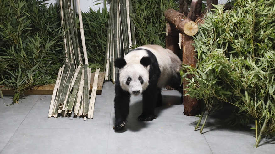 大熊貓“丫丫”平安回到北京動物園 健康狀況穩定