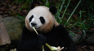 大熊貓梅蘭迎來7歲生日