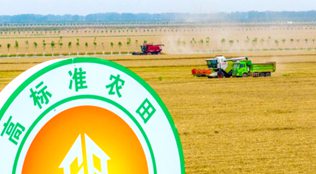 河南西平：高标准农田麦收忙