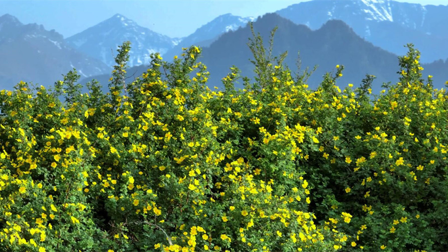 新疆吉木薩爾：野生薔薇花盛開 漫山遍野迷人眼