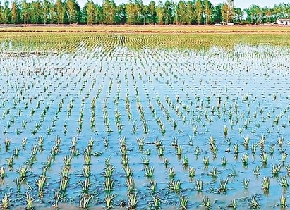 建三江千万亩水稻插秧告捷