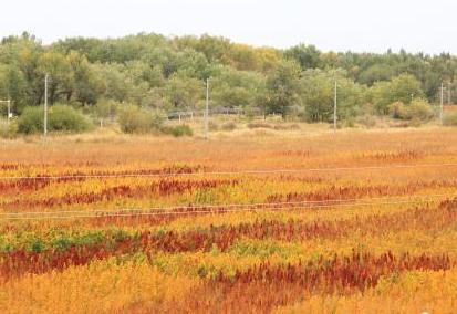 新疆兵團數千畝藜麥成熟姹紫嫣紅美不勝收